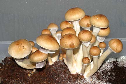 Psilocybe Cubensis Panama Spores