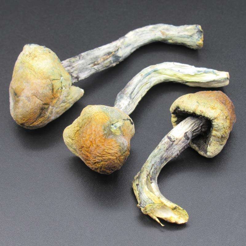 ALACABENZI MAGIC MUSHROOM