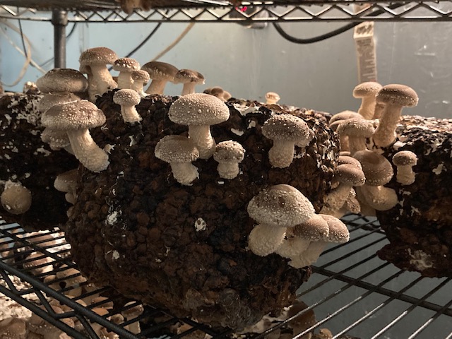 Spent Mushroom Grow Blocks