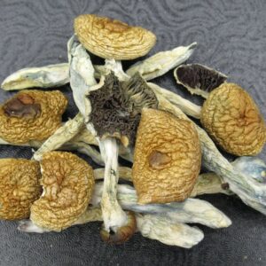 BRAZILIAN MAGIC MUSHROOMS