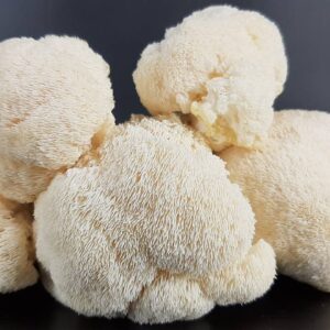 Lion’s Mane Mushrooms