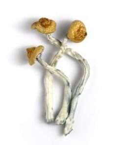 ORISSA MAGIC MUSHROOM