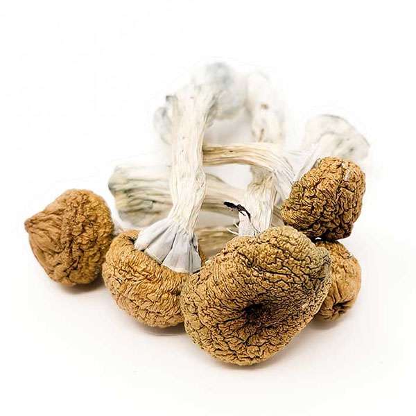 Texas Yellow Cap Dried Magic Mushrooms