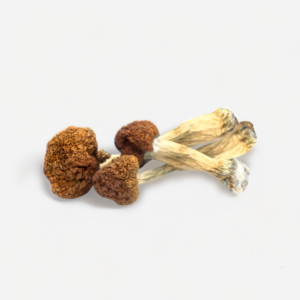 Golden Teacher Magic Mushrooms