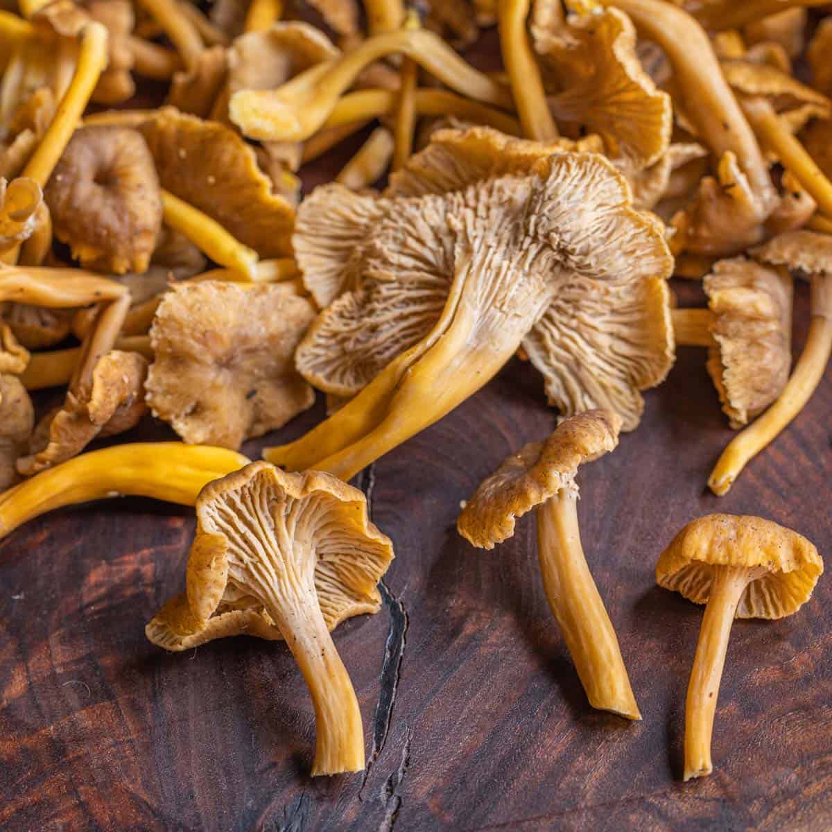 Yellow Leg Chanterelles, Fresh