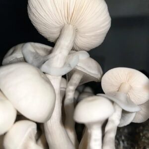 Albino Louisiana Cubensis Mushroom Spores