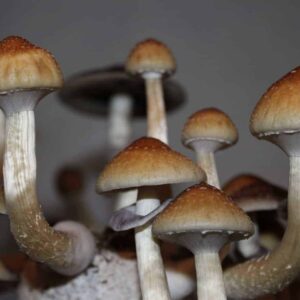 B+ Cubensis Mushroom Spore Syringe