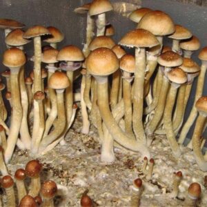 Burma Cubensis Mushroom Spores