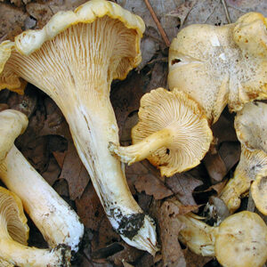 Grey Chanterelle Mushrooms