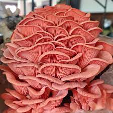 Pink Oyster Mushrooms