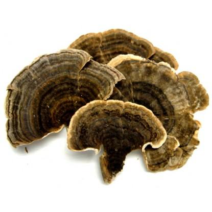 Dried Turkey Tail