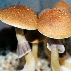 Psilocybe Cubensis Fiji Mushroom Spores