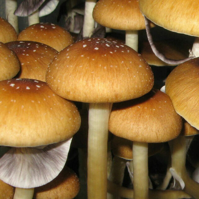 Psilocybe Cubensis Menace Mushroom Spores