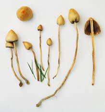 Liberty Caps For Sale