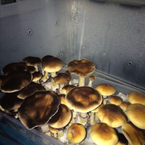 Malabar Coast Cubensis Mushroom Spores