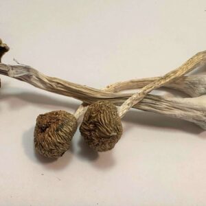 Mexi-Cube Cubensis Mushroom Spores