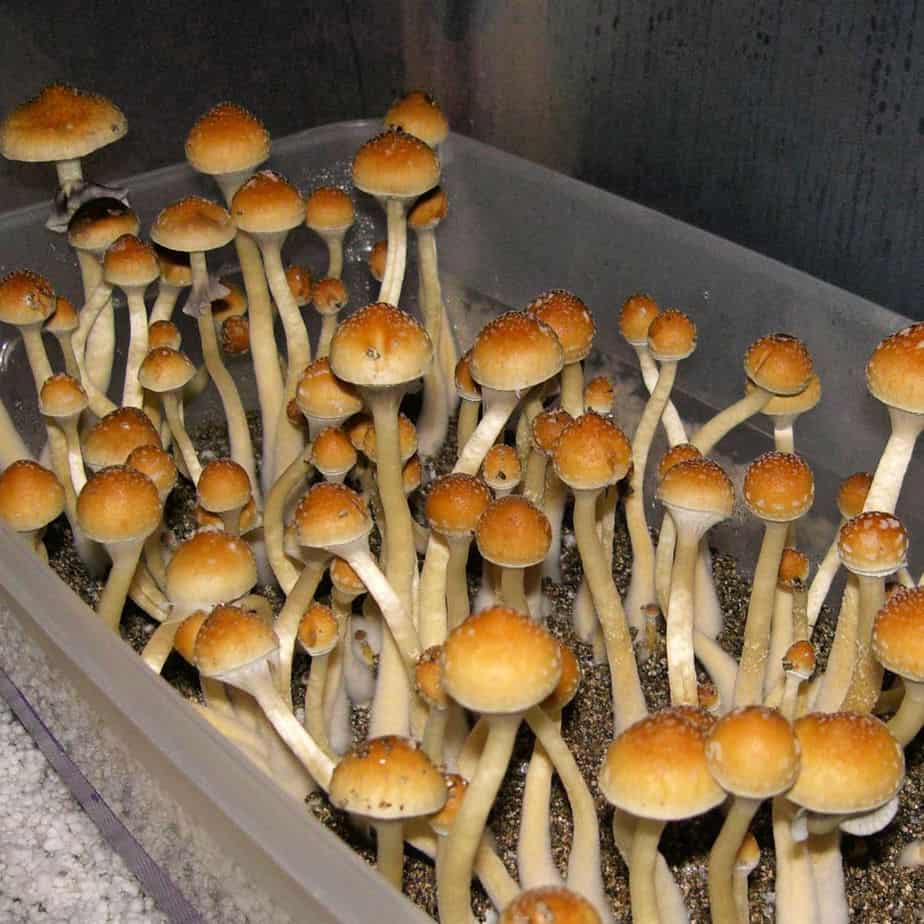 Treasure Coast Cubensis Spores