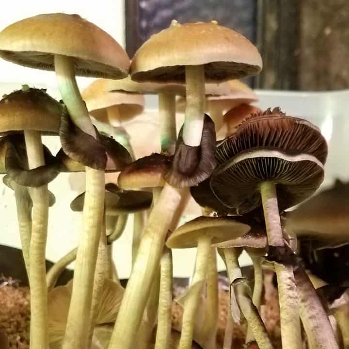 Xico Cubensis Mushroom Spores